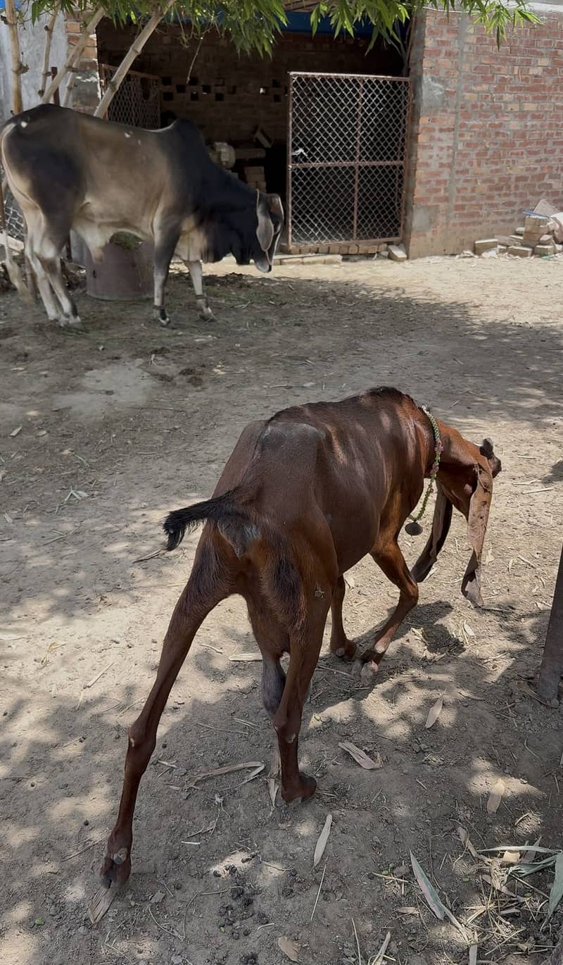 Bakri 3