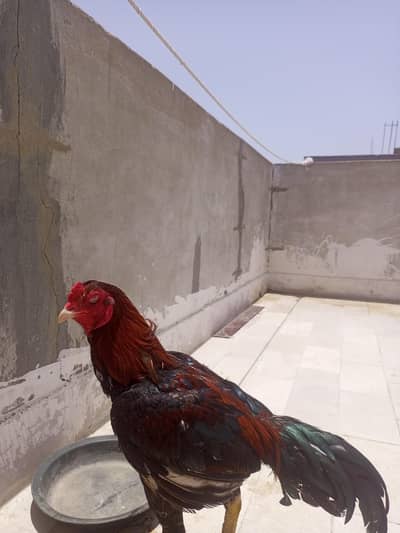 the best quality of breed