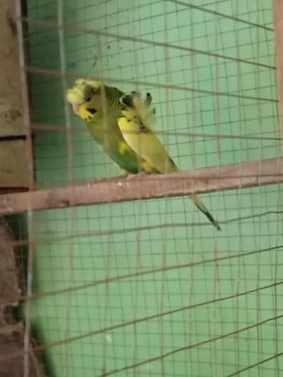Hogo budgies