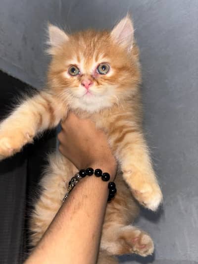 persian kitten