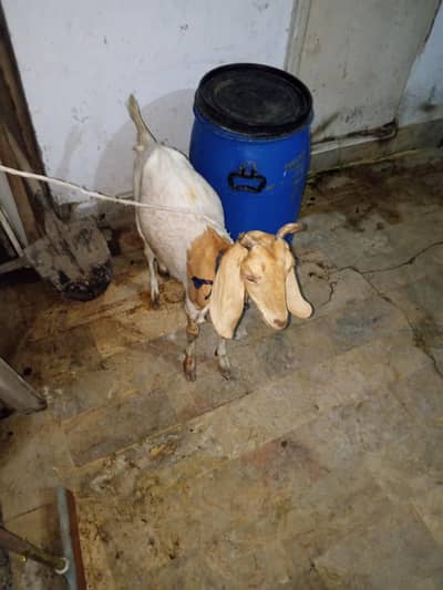 vip goat