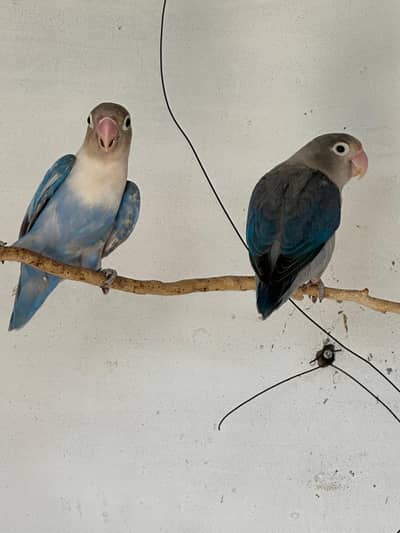 lovebird brider