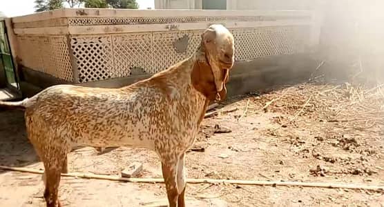 Qurbani ke liye Bakra For Sale __03288110750