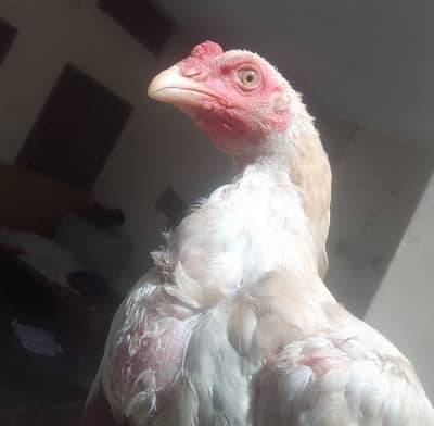 Aseel chicks, sontol pathy , hens and cages