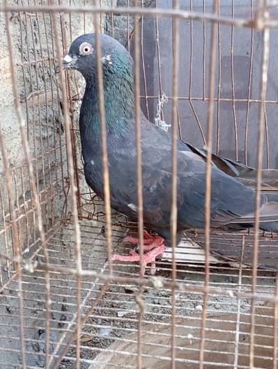 zakkh breed