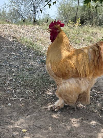 Golden Heavy Buff Male . 03034864656