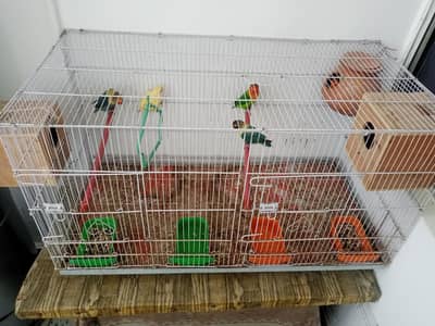Two love birds pairs with big size cage