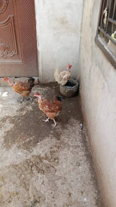 Ghar ki pali huwi hens