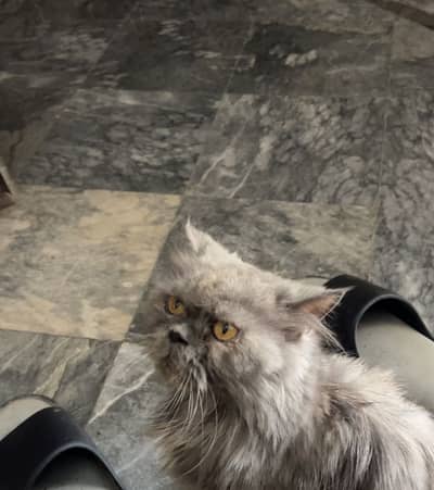 Persian grey cat for sale