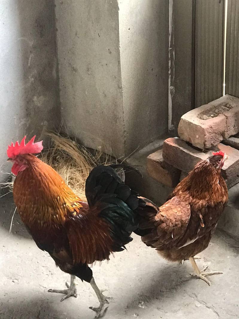 Active and Healthy pair 0