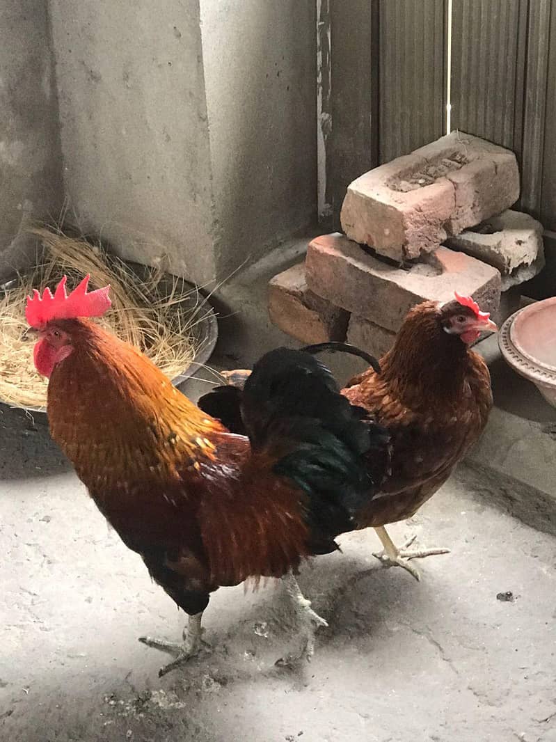 Active and Healthy pair 2