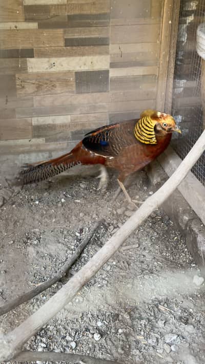 Golden Phesant