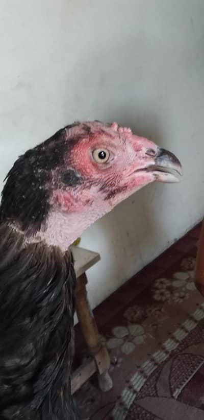 mianwali aseel muski madi breeder