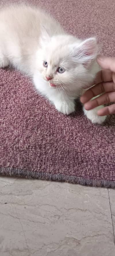 Persian cat different than the one in markets