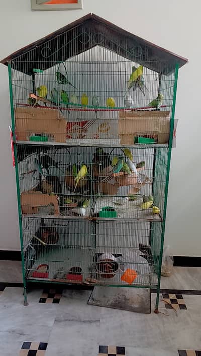 Budgie colony, cage with birds