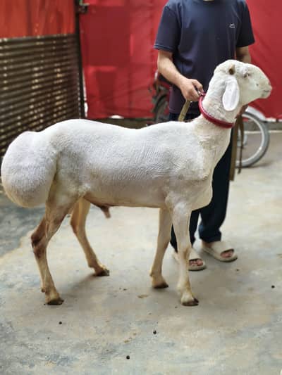 2 Adad Dumba Sheep Qurbani 2026
