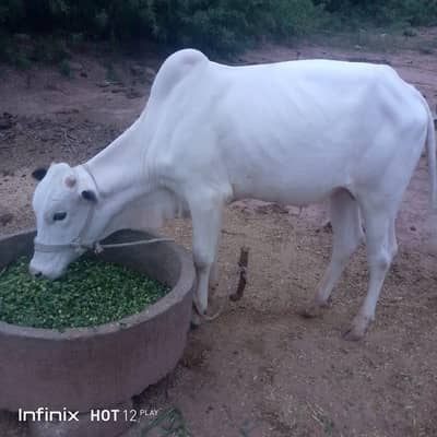 male bull for sale