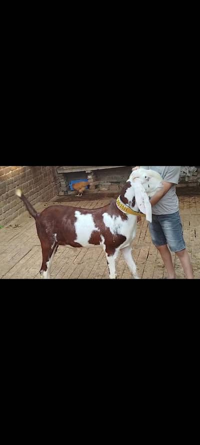 Desi Nachi Bakry | Bakra | Goat | 2 Dant | بکرا | Qurbani 2026