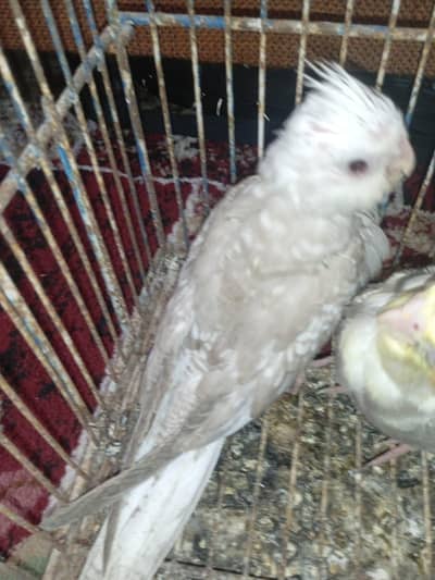 cream pied ino pied and white face pearl pied cocktiel for hand tame