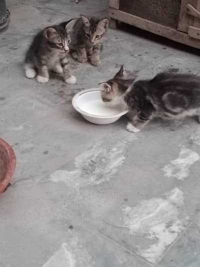 Female Cat with 5 Kittens