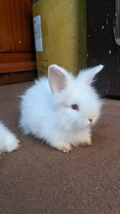 English angora bunnies for sale