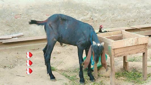 bakre for sale urgent