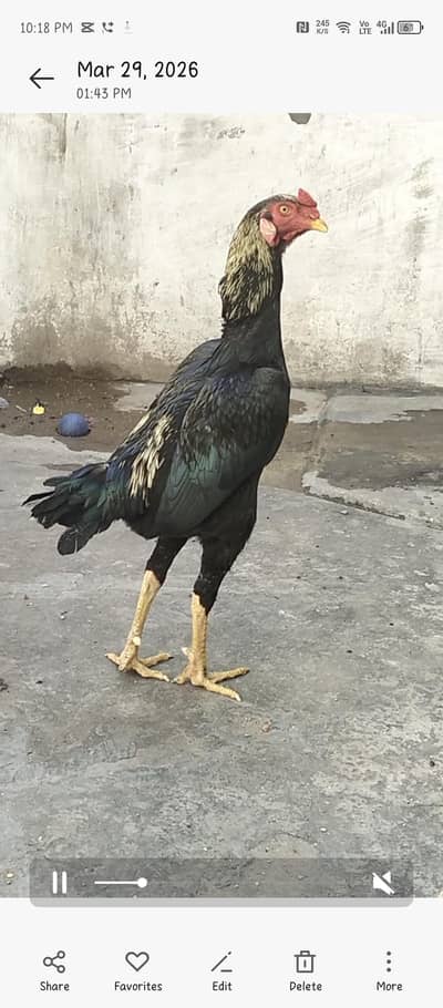 Aseel chicks