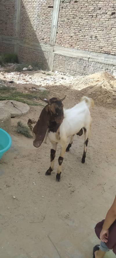 Ando Bakra 2 daand Qurbani 2026 Active Bakra