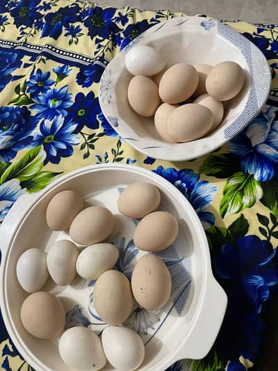 peacock blue shoulder fertile eggs 