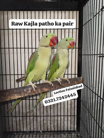 Jambo size Raw pair Rs 27000 + Hand tamed 32000