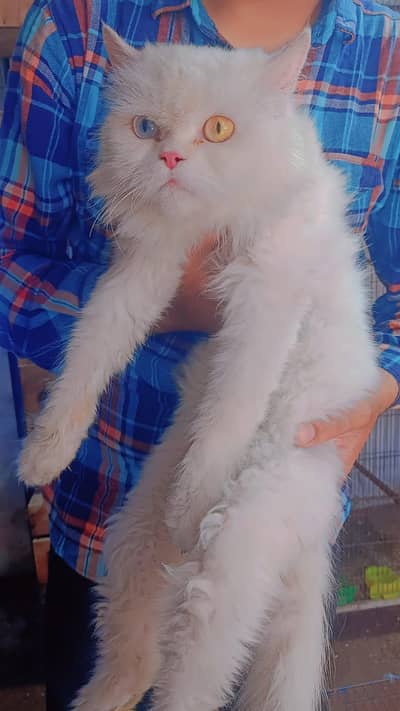 Persian cat female