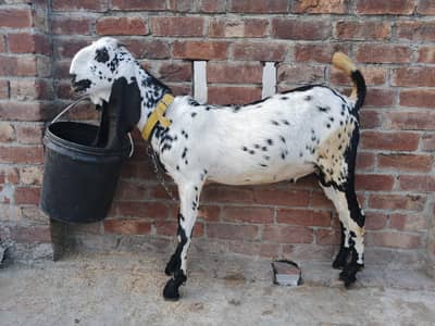 makhi cheena bakra for sale age 7 month