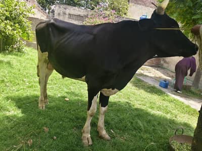 hissa available 5 mon+ meat (25-28kg per hissa meat)