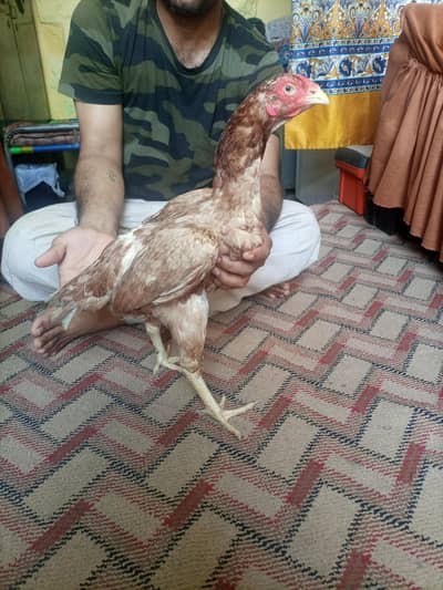 pure maiwali