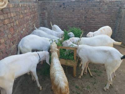 BAKRA For Sale