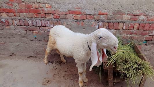 “2 Teeth Healthy Kajla Chatra Ready for Qurbani” 
