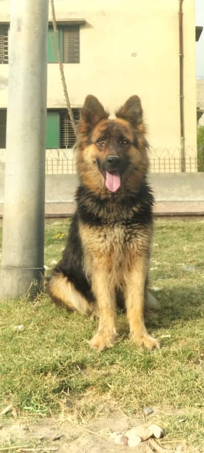 German Shephed Dog | Long Coat German Shepherd Female | GSD