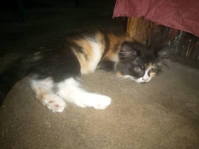 cat for urgent sale