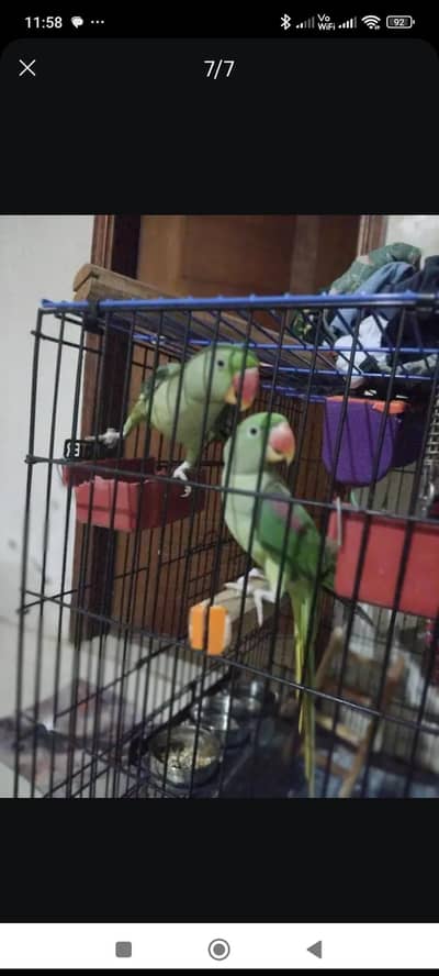 raw parrot talking handtame pair