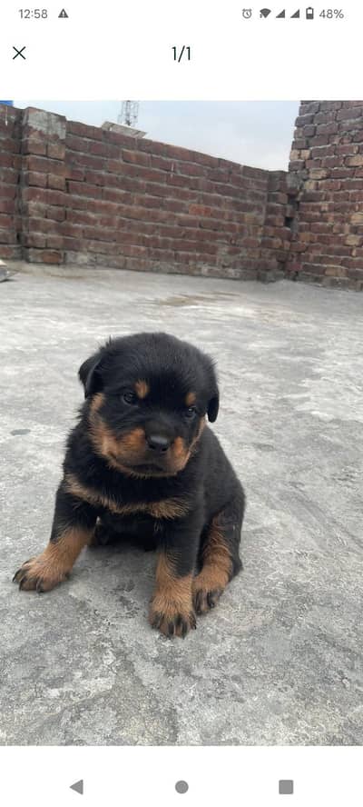 German Rottweiler high  class puppy show class imported parents