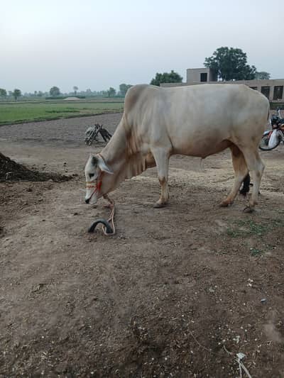 high quality desi bull
