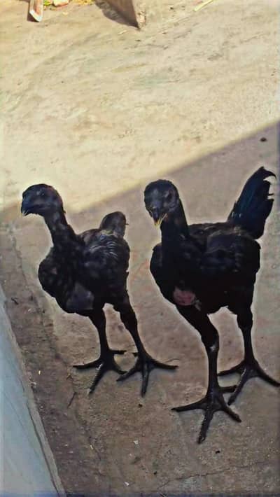 Indian Dragon black blue pair