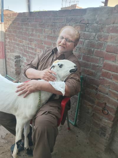 white Bakra donda qurbani k lye