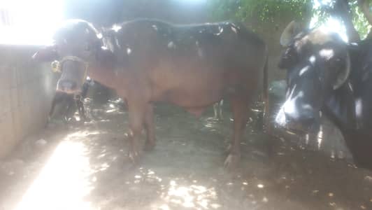 katta for qurbani