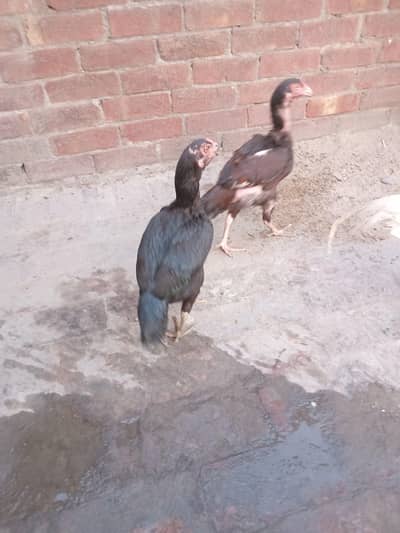 Aseel Hens