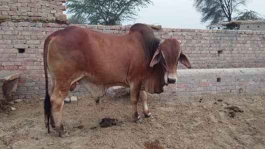  Beautiful Pure Desi Red Bull for Sale (Qurbani Purpose)