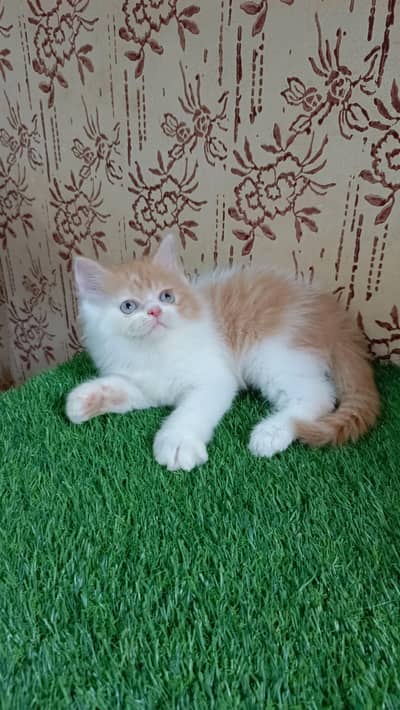 High quality Persian Kitten(Triple coated)(Cash on Delivery)(Karachi)