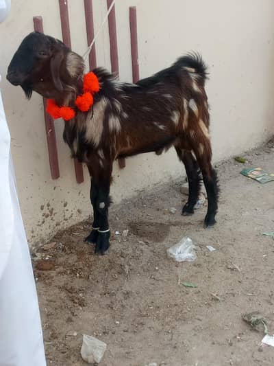 bakra