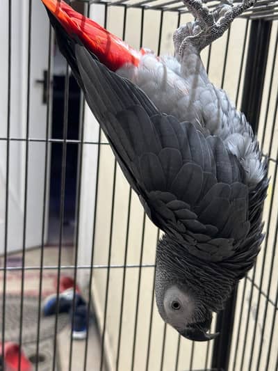 African grey parrot red factor