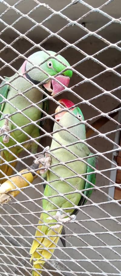 RAW PARROT JORA